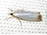 Microcrambon paphiellus